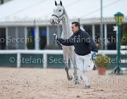x del Buttasella Tosc Tour2013- S5 1702 : Arezzo, Cavalli d'Italia, Clara del Buttasella, Toscana Tour 2013, foto di Stefano Secchi ©